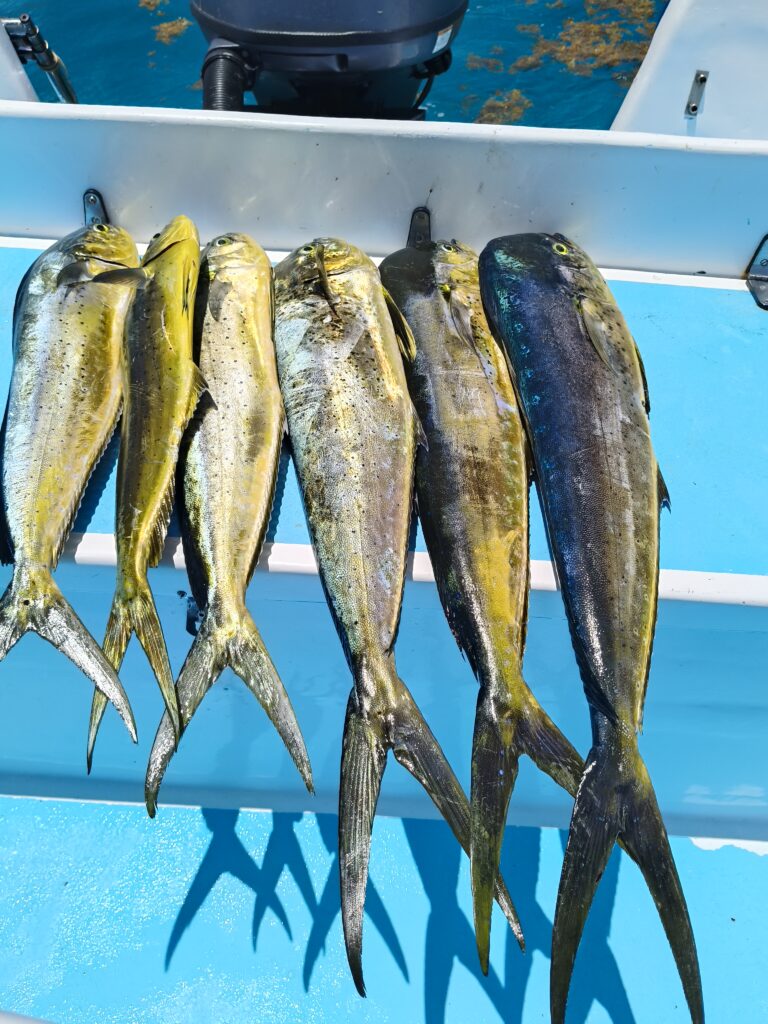 MAHI MAHI 261