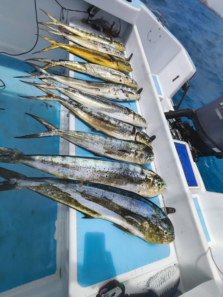 MAHI MAHI 317